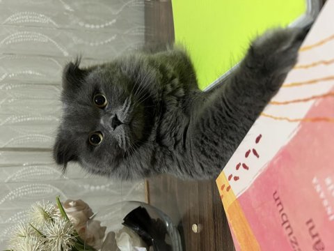 Scottish fold oğlumuza dişi eş arıyoruz
