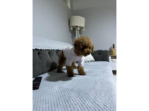 2.5 yaşında full eğitimli aşılı poodle