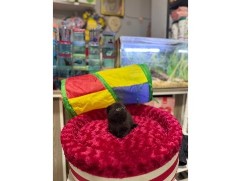 Çikolata scottish fold erkek bebek