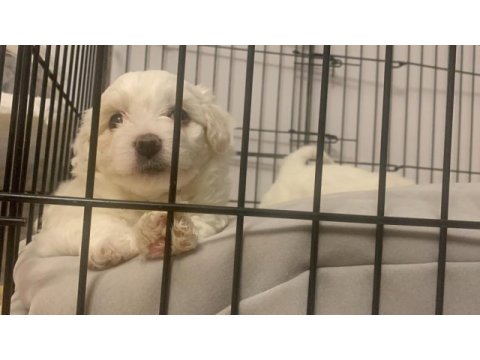 Maltese terrier 52 günlük yavru