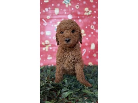 Safkan dev (gıant) poodle yavruları