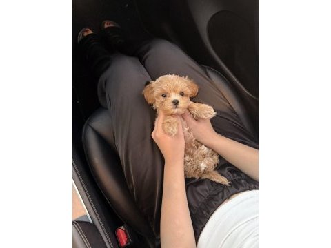 Maltipoo yavrular