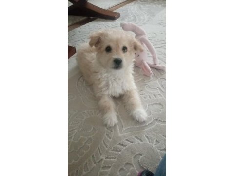 2 aylık dişi maltipoo köpeği