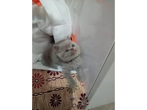 British shorthair dişi lilac yavrular