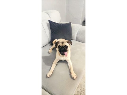 5 aylık erkek pug mops