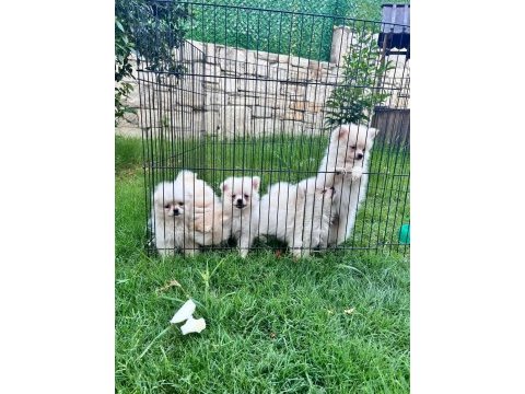 0 numara pomeranian bebekler orginal