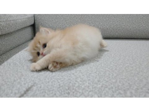 Golden british longhair erkek safkan yavrum
