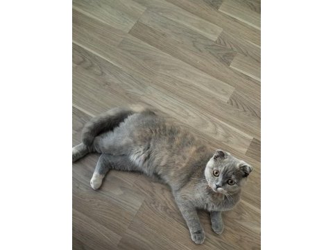 7 aylık scottish fold