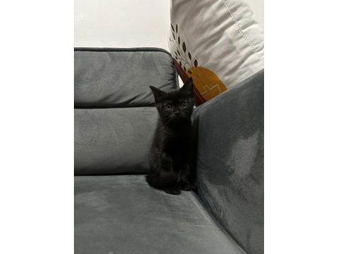 Siyah british shorthair gece