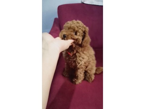 2 buçuk aylık yavru poodle köpeğimiz