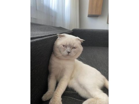 20 aylık scottish fold baba ve 2 aylık dişi yavru
