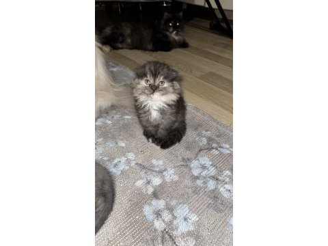 Scottish fold yavrular