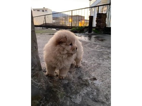 Çin aslanı yavruları tüm illere gönderim a kalite