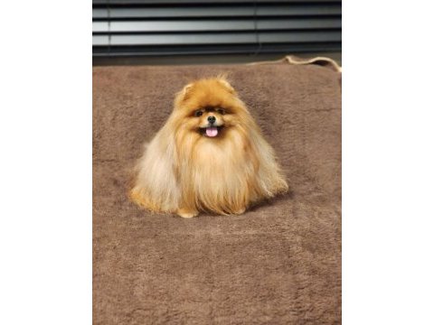 Kürk yapisı ile türkiyenin en kalitelisi pomeranian