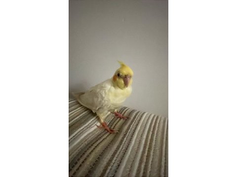 Yavru aylık lutino sultan papağanı ısırma tıslama yapmaz