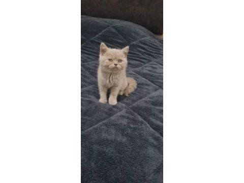British fold shorthair kedimiz