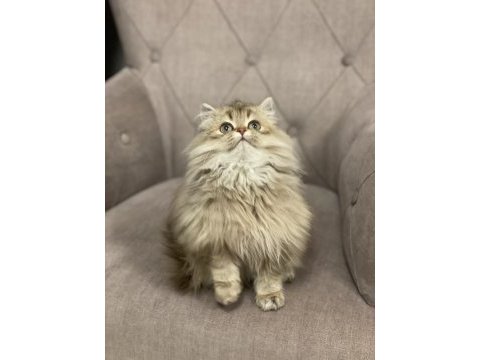 British longhair 4 aylık kedisi