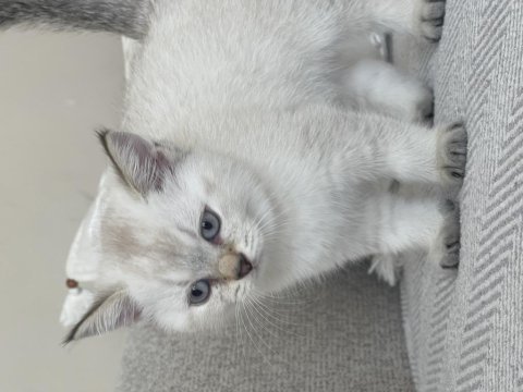British shorthair golden yavru