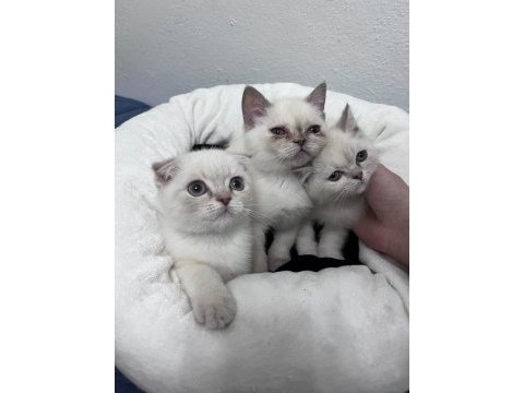 Exotic shorthair ve scottish fold bebekler