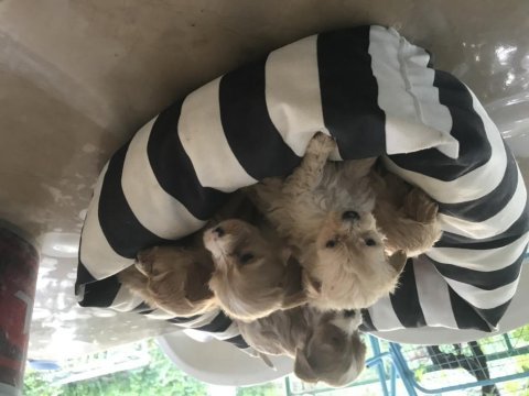 Maltipoo köpekler