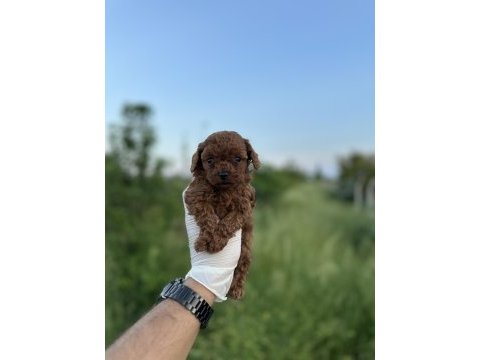 Sağlık ve ırk garantili toy poodle yavrularımız 