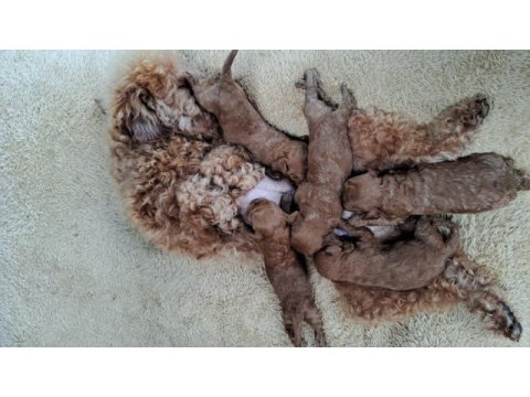 Poodle yeni yuvasını bekliyor