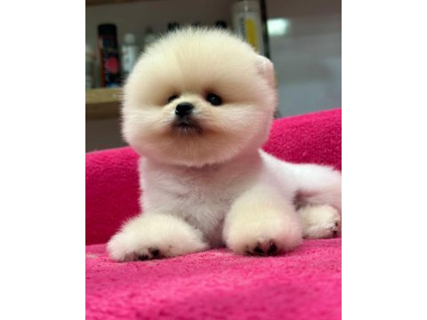 Orjinal pomeranian boo