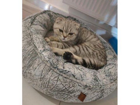 Scottish fold erkek kedimiz