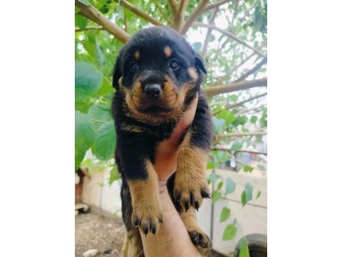 Koca kafa erkek rottweiler yavruları