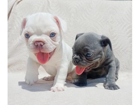 Ankara exotic french bulldog