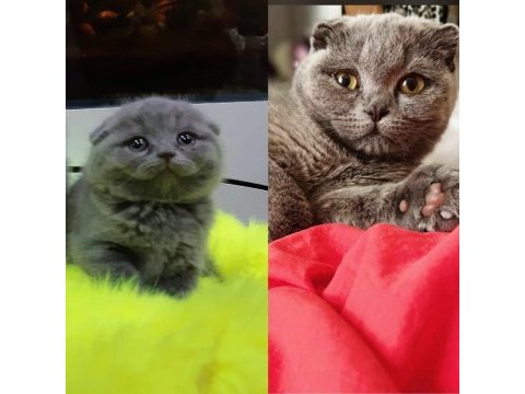 Scottish fold kedim 1 buçuk yaşındadır bir kez doğum yaptı