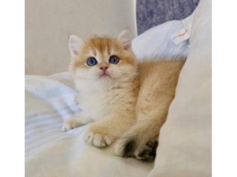 Ev ortamında büyüyen safkan british shorthair yavrular