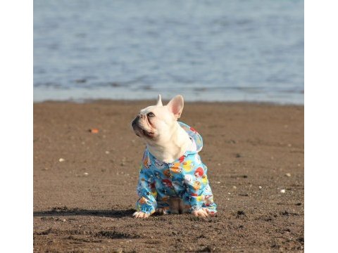 Egzotic fransız bulldog