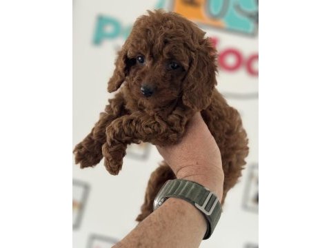 Petmode köpek çifrliğinden kore toy poodle yavrular