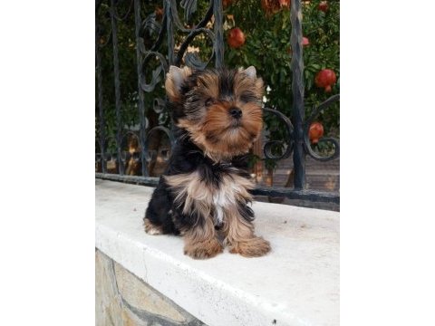 Yorkshire terrier yavrular