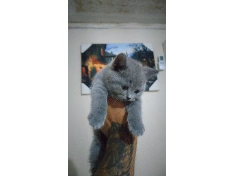 2 aylık baldan tatlı british shorthair bebekler