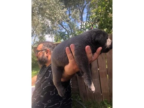 Kaliteli cane corso yavrular rezervede