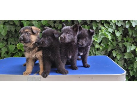 Showlıne (dusuk bel) alman çoban köpeği