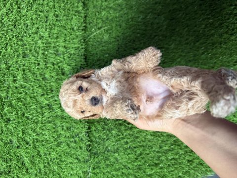 Maltipoo yavru