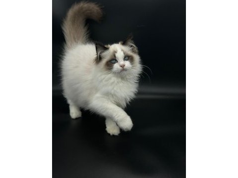 Safkan ragdoll bebekler
