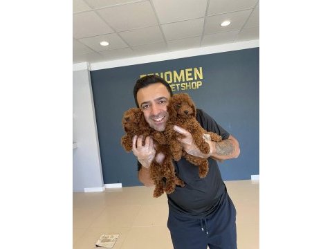 Wc eğitimli toy poodle yavrularımız teslime hazır ank