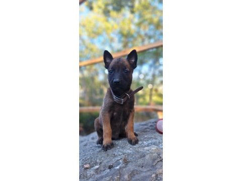 Malinois (belçika kurdu)