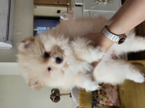 Pomeranian boo yavrularımız