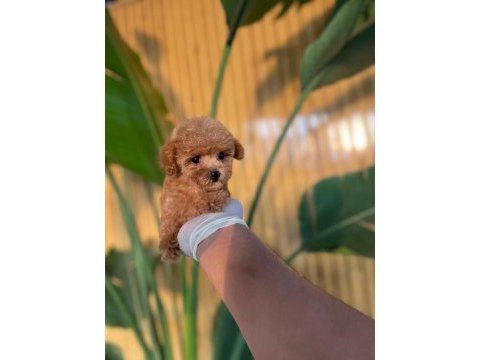 Toy poodle bebekler referans yavru