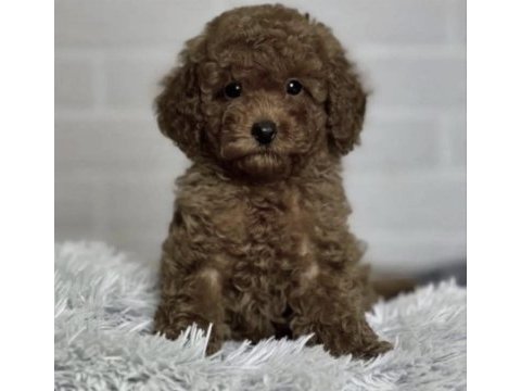 Toy poodle köpekleri için ulaşın