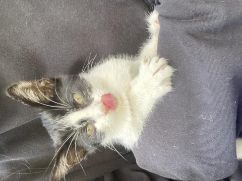 1.5 aylık erkek yavru tekir