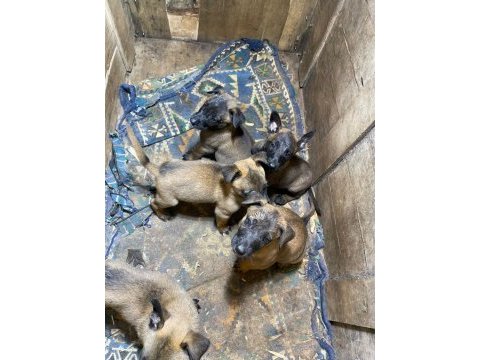 Afad arama sinavinda derece almis malinois yavruları