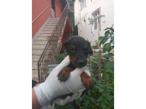 Safkan doberman köpeği yavrularımız