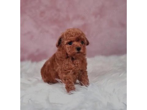 Kore toy poodle yavruları ankara