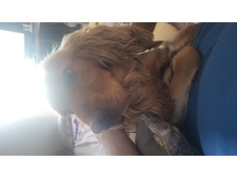 1.5 yaşında tam aşılı cocker spaniel